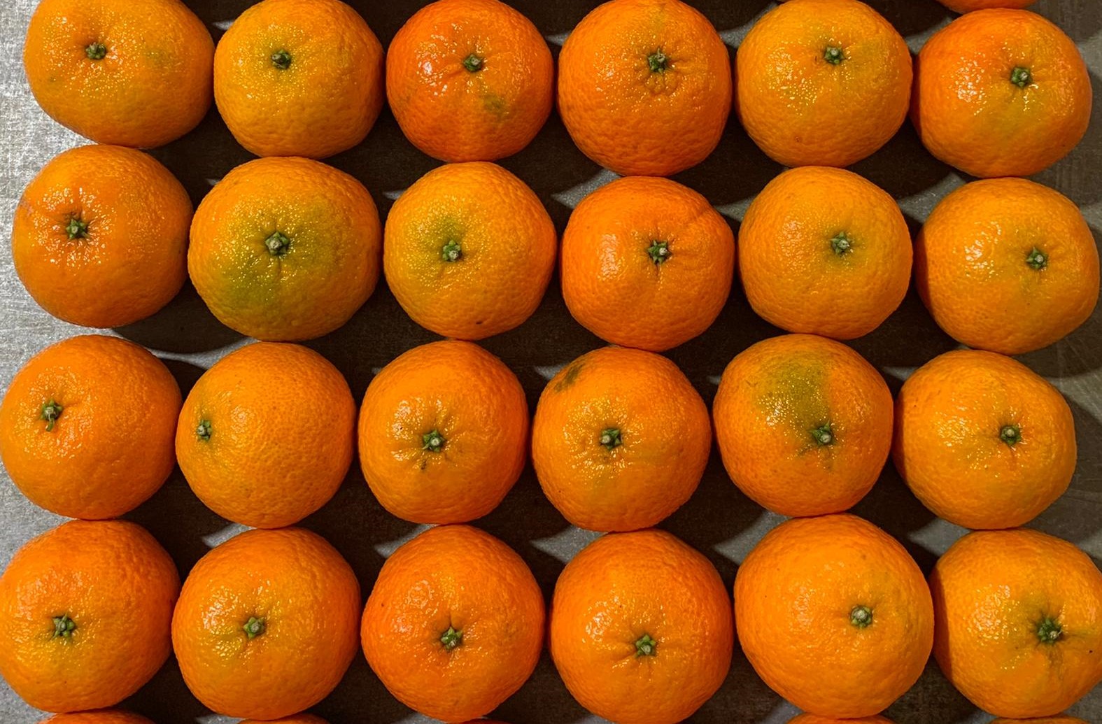 clementine-breadcrumb-agrumi-speciali.jpg